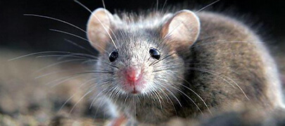 Уничтожение мышей и крыс